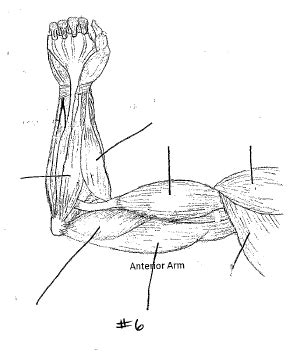 Muscle Diagram #6 Diagram | Quizlet