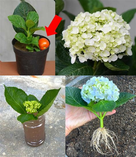 Cómo cultivar hortensia en macetas o en el jardín para tenerla siempre