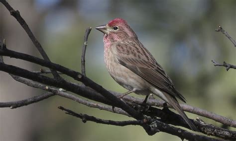 Cassin’s Finch: Vibrant Mountain Bird with Unique Nesting Habits