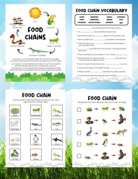 Food Chain Worksheets - Little Bins for Little Hands