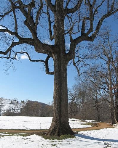 Angular Tree I The Branches On Thsi Tree Looked Very Angul Flickr