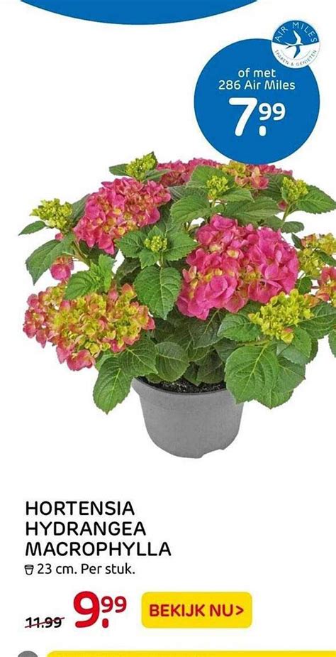 Hortensia Hydrangea Macrophylla Aanbieding Bij Praxis Folders Nl