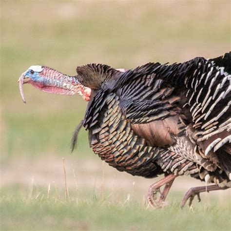 Stream Panhandle Afield Wild Turkeys By Justin Haag Listen Online