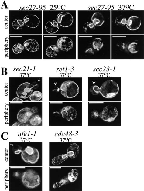 Mutants With Conditional Defects In Vesicular Transport Between The ER