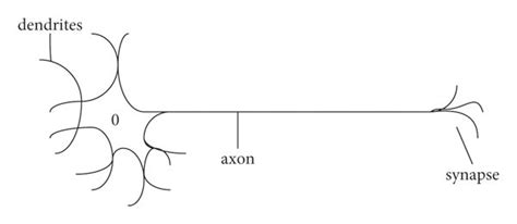 Schematic Diagram Of A Neuron Download Scientific Diagram