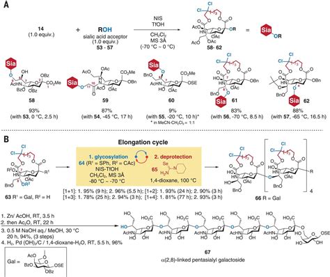 Constrained Sialic Acid Donors Enable Selective Synthesis Of