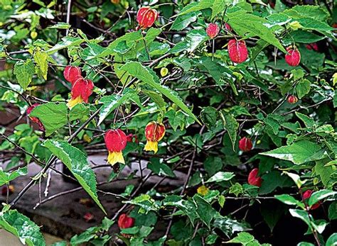 Esp Cies De Trepadeiras Flor Para Cobrir Muros Cercas Treli As