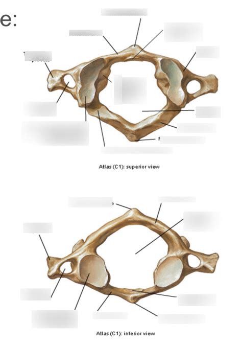 Atypical Typical Cervical Vertebrae Diagram Quizlet