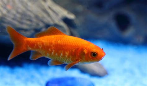 7 Poissons Colorés Pour Peupler Son Aquarium Deau Douce Jardiland