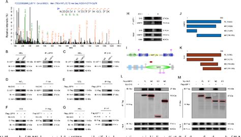 Figure 4 From The Deubiquitinase Usp11 Ameliorates Intervertebral Disc