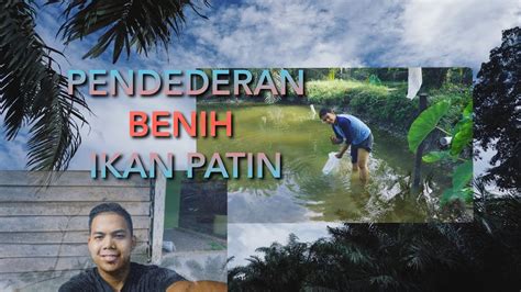 Avlog Pendederan Benih Ikan Patin Peluang Bisnis Muda Berkarya