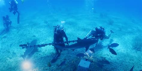 This Incredible Shark Footage Made Possible By Rig Of 21 GoPros