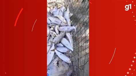 Mortes De Mais De Mil Peixes Em Ms Est O Ligadas A Hidrel Tricas No Rio