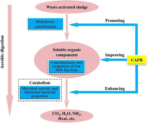 Variations Of Soluble Proteins Polysaccharides And Nucleic Acids In Download Scientific