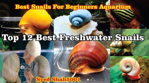 Top 12 Aquarium Snails The Top 12 Freshwater Snails For Beginners