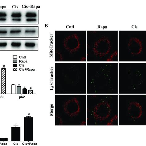 Effect Of Autophagy Inducer On Cisplatin Induced Mitophagy HK2 Cells