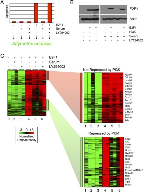 An E2F1-Dependent Gene Expression Program that Determines the Balance ... 