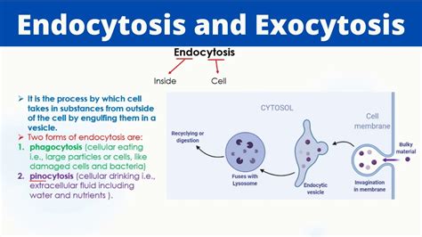 Endocytosis And Exocytosis Phaogcytosis Pinocytosis Passage Of Molecules Youtube