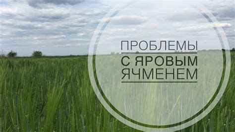 Яровой ячмень АВАТАР 22.05.2020 - YouTube