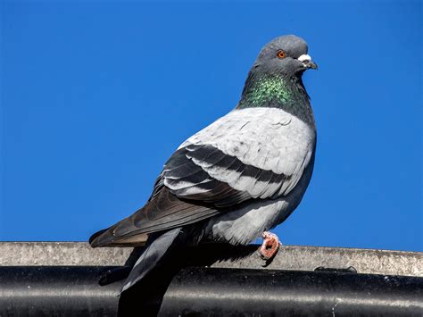 Rock Pigeon Columba Livia The Rock Dove Rock Pigeon Or Flickr