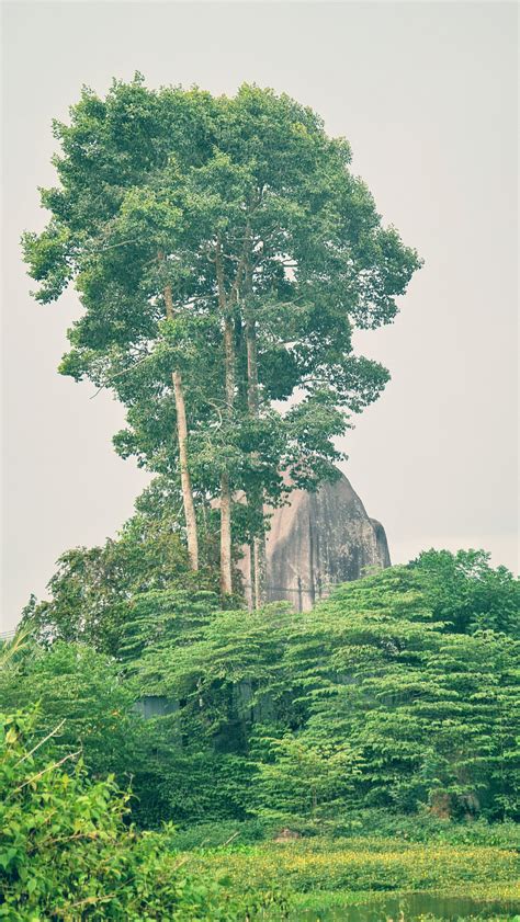 Free Images Sky Plant Community Green Natural Landscape Tree