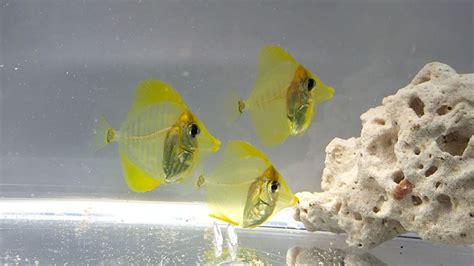 Yellow Tang