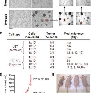 Isolation Of Tumor Cells From Human Glioblastoma Xenografts U Sc