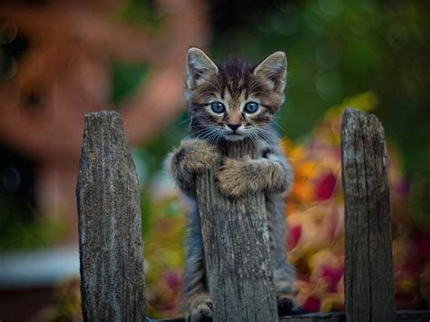 Wallpaper Gray kitten, fence 1920x1200 HD Picture, Image