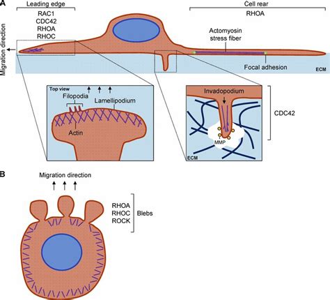 Rho GTPase Driven Single Cell Migration Modes A Individual Cells Can