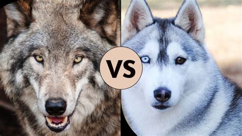 How Big Are Wolves A Fascinating Size Comparison With Dogs Humans