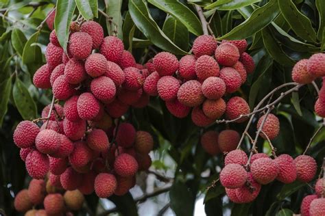 Litchi Planter Et Cultiver Ooreka