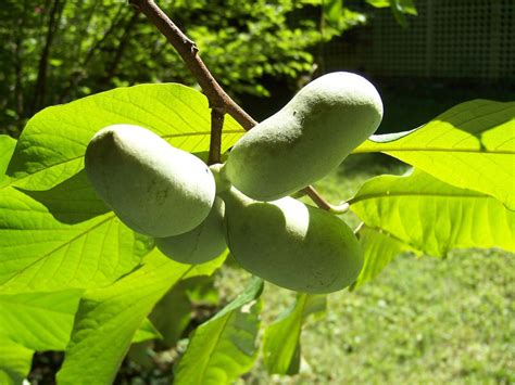 How To Grow Pawpaw Trees Fruit Garden Plants