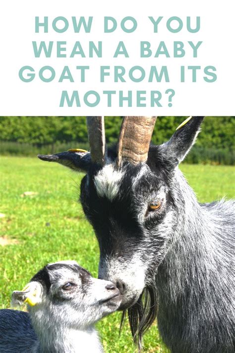 How Do You Wean A Baby Goat from Its Mother? | Baby goats, Goats, Goat care