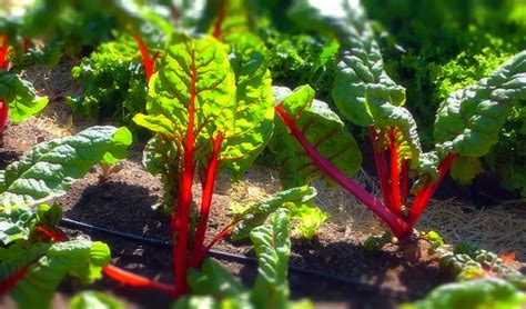 Листовая свекла мангольд: фото и полезные свойства, агротехника ...