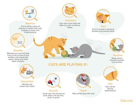 Are My Cats Playing Or Fighting Cat Behaviorist Explains