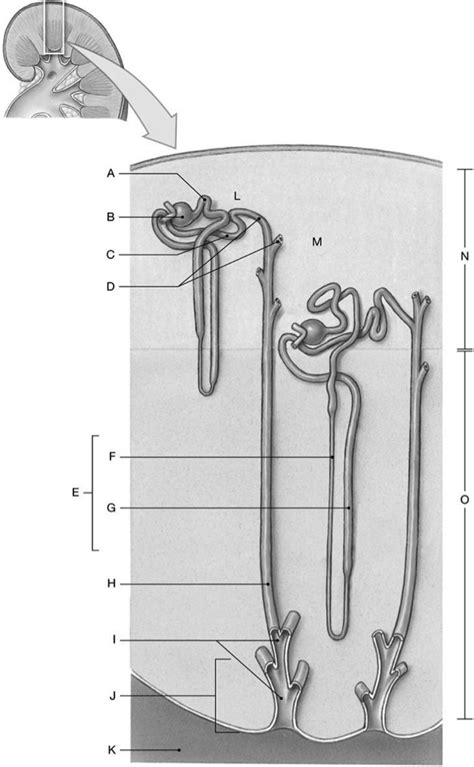 Nephron Diagram Quizlet