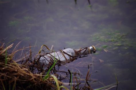 Contoh Karangan Punca Pencemaran Sungai Karangan Net