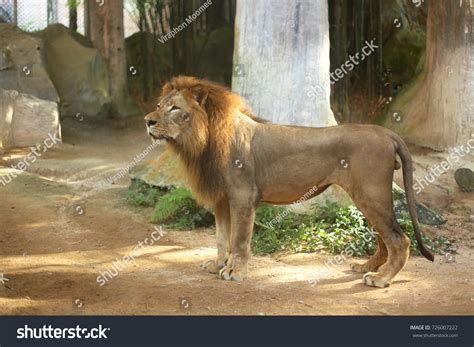 Side View Lion Standing Stock Photo 726007222 | Shutterstock