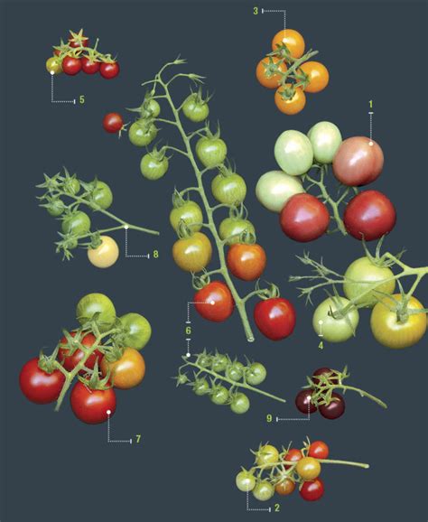 Guide To Growing Cherry Tomatoes FineGardening