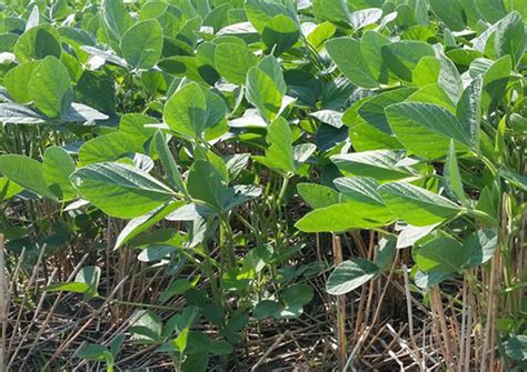 Maturity Group Considerations For Double Crop Soybeans Ilsoyadvisor