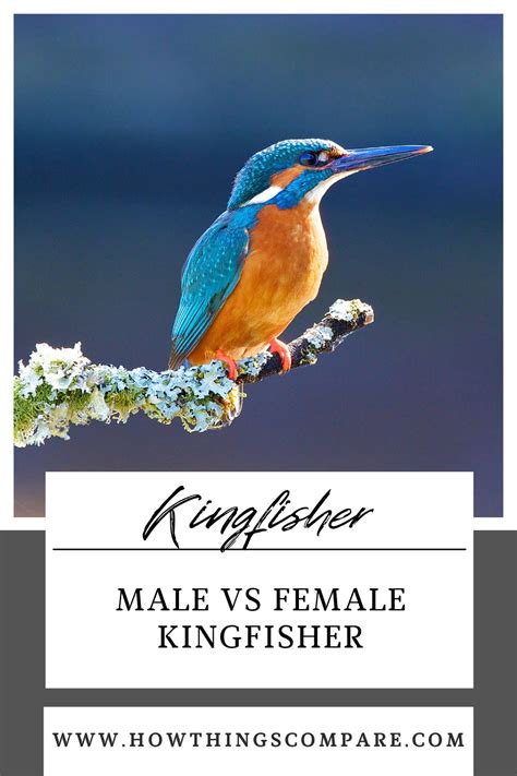 Male Vs Female Kingfisher What Are The Differences