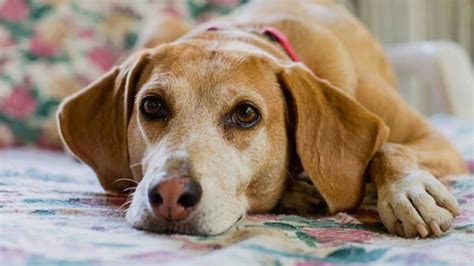 Dur E De Vie Dun Chien Quelle Esp Rance De Vie Pour Votre Toutou