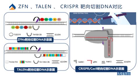 Crisprcas9基因编辑技术大热，非病毒载体技术助力递送系统优化基因核酸dna新浪新闻