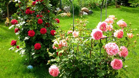 Wallpaper Garden, red and pink roses, green meadow 2880x1800 HD Picture ...