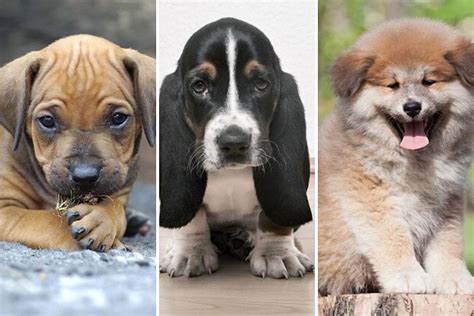 See 50 of America's Most 'Pupular' Dog Breeds as Puppies