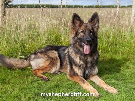 Red Sable German Shepherd Pictures Price And Traits