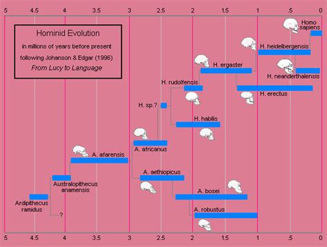 Hominids Evolution Timeline