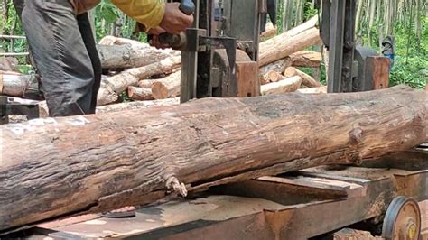 Sebatang Kayu Berharga Kayu Jati Saradan Bernilai Tinggi Disawmill