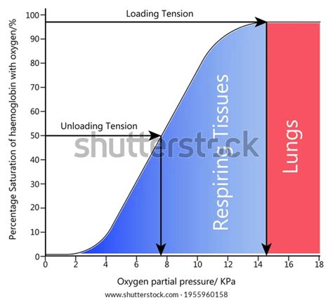 File:Oxygen dissociation curve.webp - Physiopedia