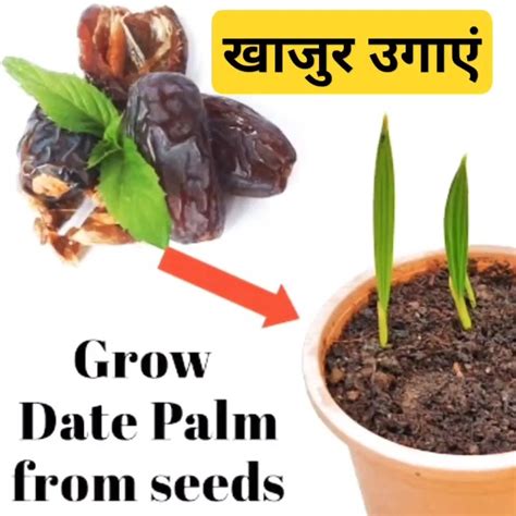 गमले मे खजुर का पौधा कैसे उगाएं How To Grow A Date Palm In A Pot